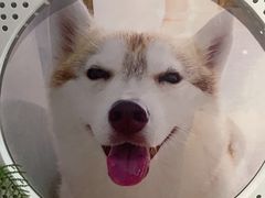-Husky Go! 哈士奇体验馆·宠物咖啡厅狗咖