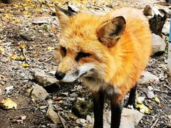 -宫城藏王狐狸村