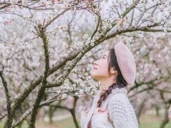 -香雪海