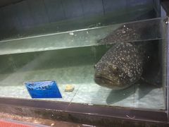 大龙趸-天鹰观渔(梦园店)