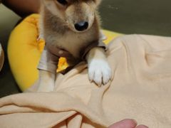 -逗柴咖啡屋·狗咖猫咖宠物桌游
