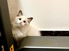 -lincat·猫舍(广州店)