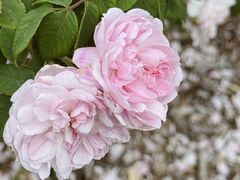 -墨尔本皇家植物园