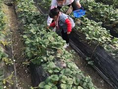 -小鱼草莓采摘园农家乐·小鱼餐厅