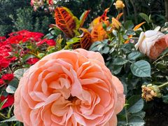 -人民公园(罗湖区)