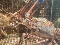 -海鲜e族(马王堆店)