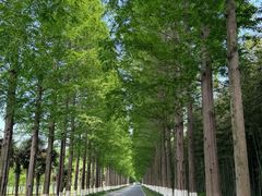 -黄海国家森林公园