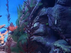 -上海海洋水族馆