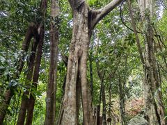 -海南热带雨林国家公园吊罗山景区