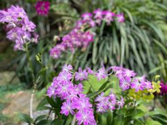 -中国科学院华南植物园