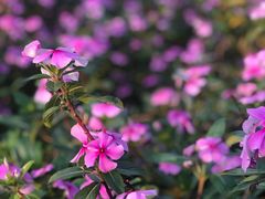 -松山湖梦幻百花洲