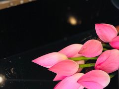 -诺莱仕游艇会
