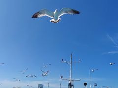 -海驴岛(荣成市)