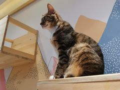 -滚猫咖啡·猫咖·猫友好撸猫(未来城店)