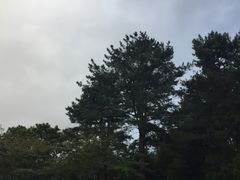 -汉拿树木园