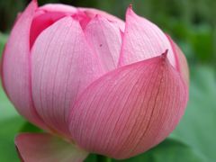 -陈家山荷花公园