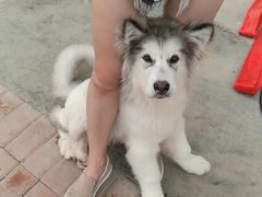 -趣玩宠物乐园寄养训犬训狗游泳池