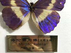 -上海昆虫博物馆