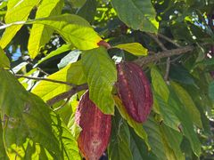 -热带雨林自然公园