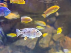 -上海海洋水族馆