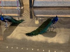 -西双版纳融创皇冠假日度假酒店