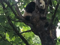 -都江堰中华大熊猫苑