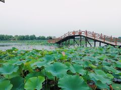 -白洋淀景区