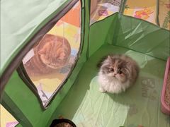 -momokira米努特·德文卷毛猫·棉花面纱犬