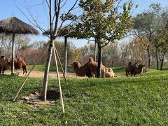 -北京野生动物园