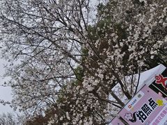 -顾村公园