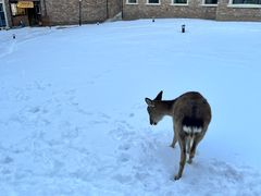 -长白山华美胜地滑雪场