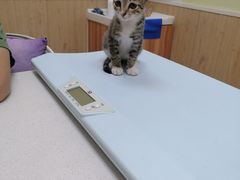 -瑞鹏宠物医院·骨科·猫科·内科(第一中心)