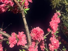 -天鹅湖体育公园