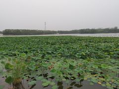 -大兴滨河森林公园