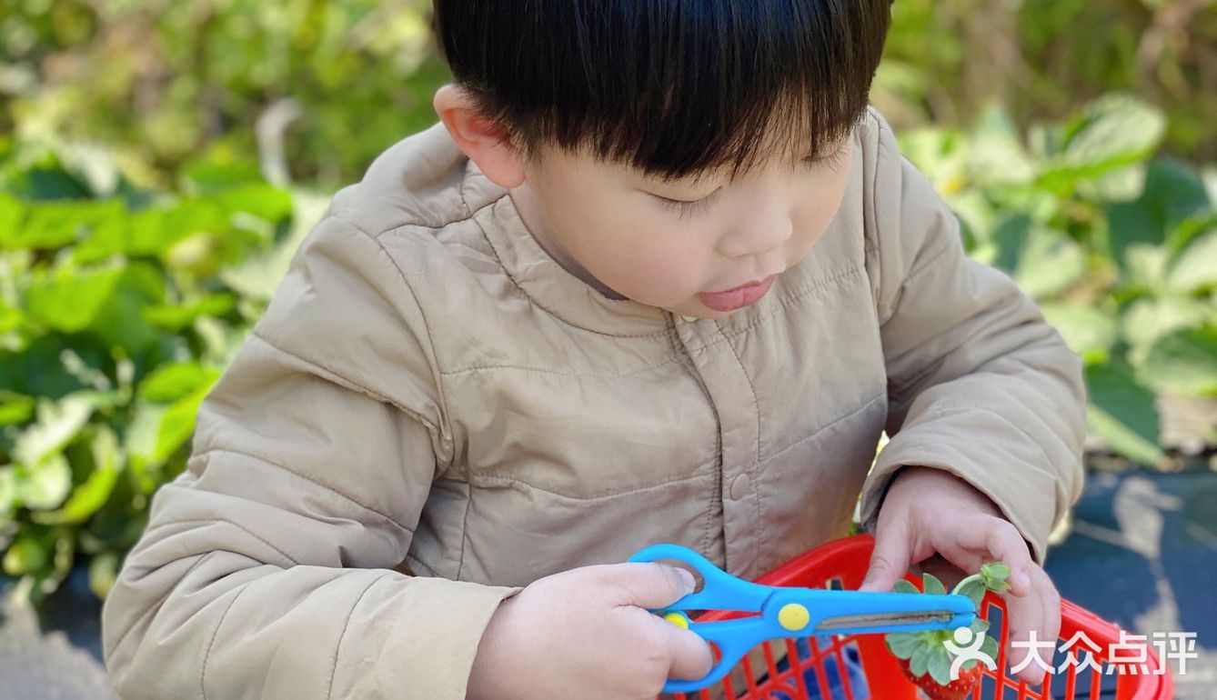 草莓季🍓遛娃圣地🍓