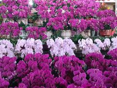 -越秀西湖花市(广州城市广场花卉店)
