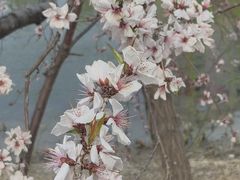 -桃花堤公园