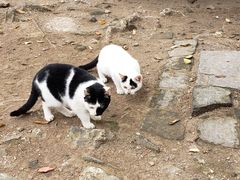 -上海佘山国家森林公园天马山园