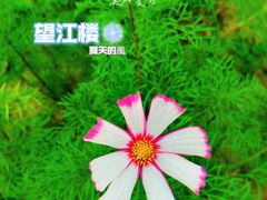 -望江楼公园