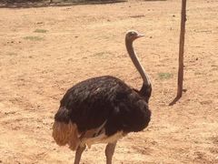 -威勒比开放式动物园