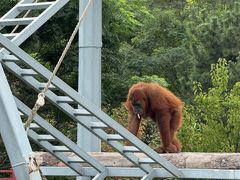-西霞口神雕山野生动物世界
