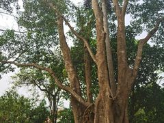-中国科学院西双版纳热带植物园