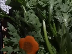 -湊湊火锅·茶憩(皇姑万象汇店)