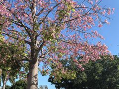 -石炮台公园