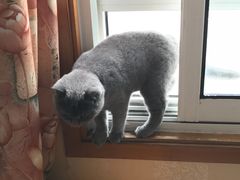 -芭比堂宠物医院·全科爱猫医院·仁德分院