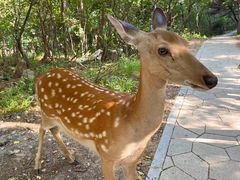 -大连森林动物园