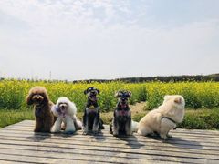 -武汉紫薇都市田园