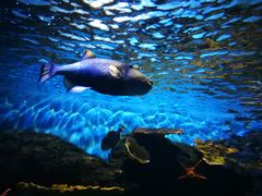 -华夏文旅海洋公园