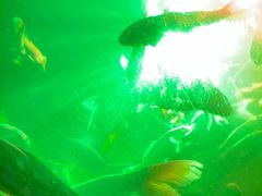 -东方巨龟苑景区