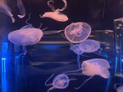-西安曲江海洋极地公园